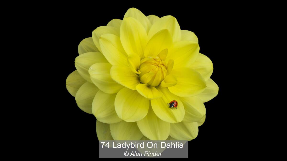 Ladybird On Dahlia